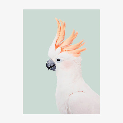 Cockatoo