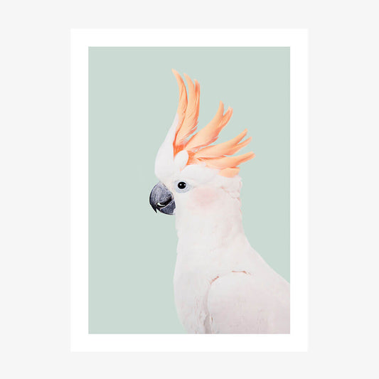 Cockatoo