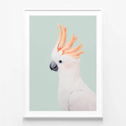 Cockatoo