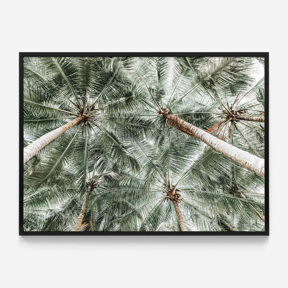 Coconut Canopy