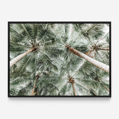 Coconut Canopy