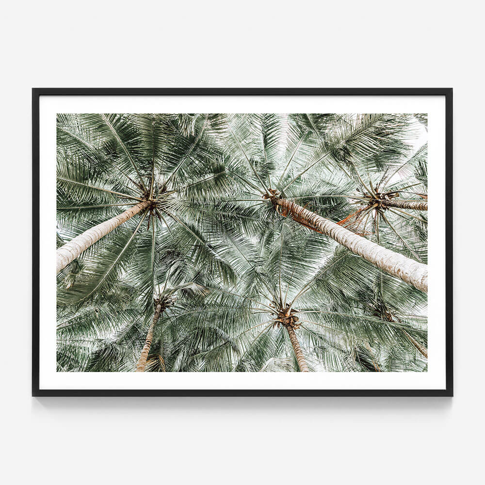 Coconut Canopy