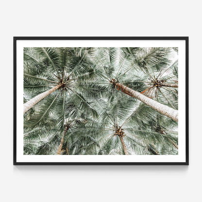 Coconut Canopy