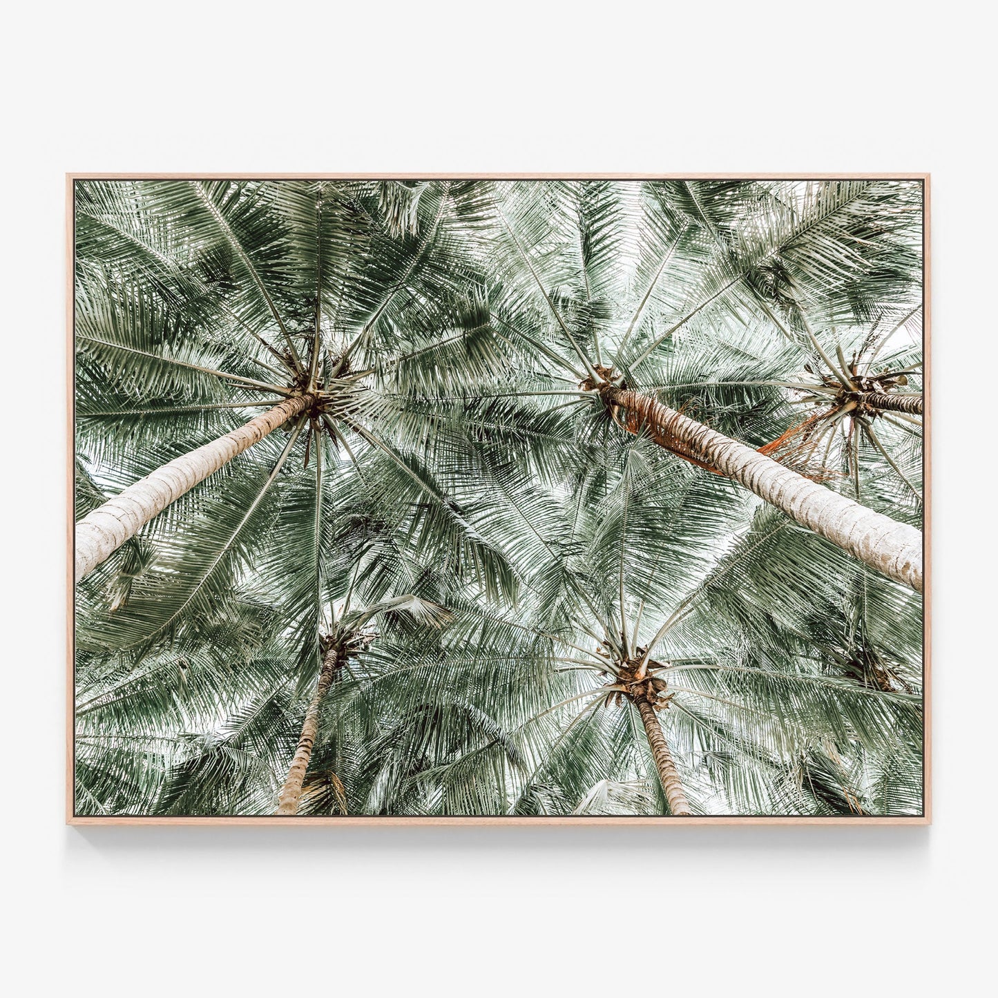Coconut Canopy Canvas print in oak frame