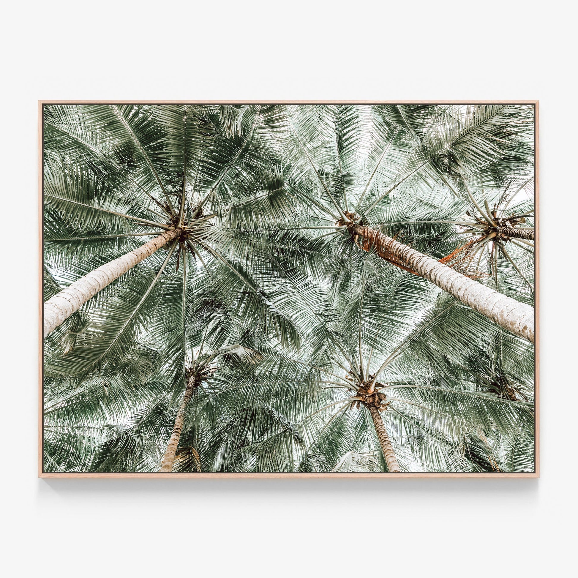 Coconut Canopy Canvas print in oak frame