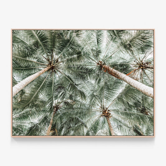 Coconut Canopy Canvas print in oak frame