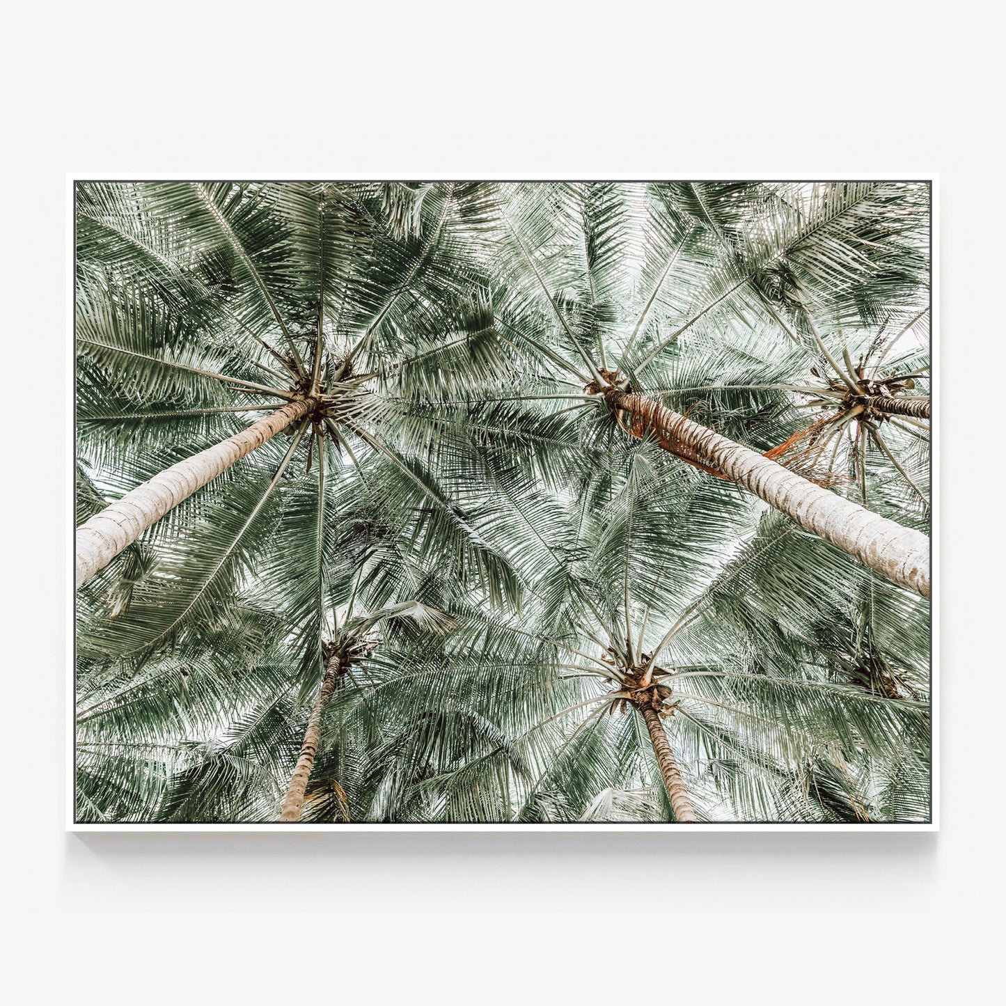 Coconut Canopy Canvas