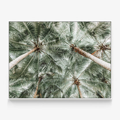 Coconut Canopy Canvas