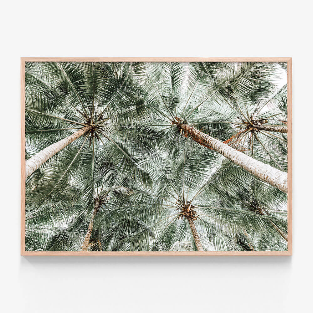 Coconut Canopy