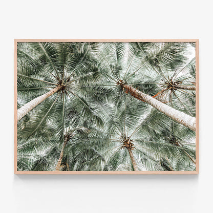 Coconut Canopy