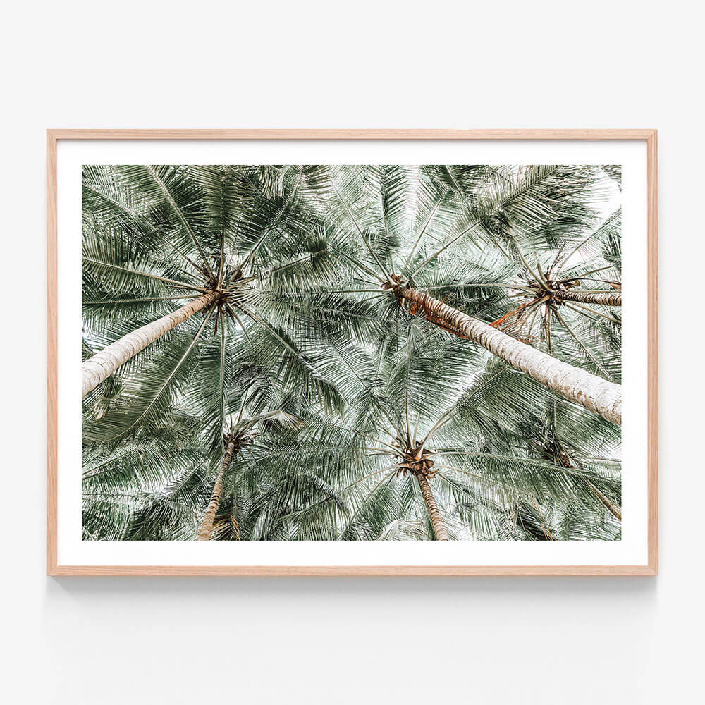 Coconut Canopy