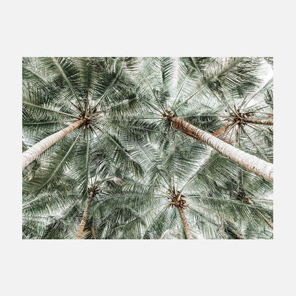 Coconut Canopy
