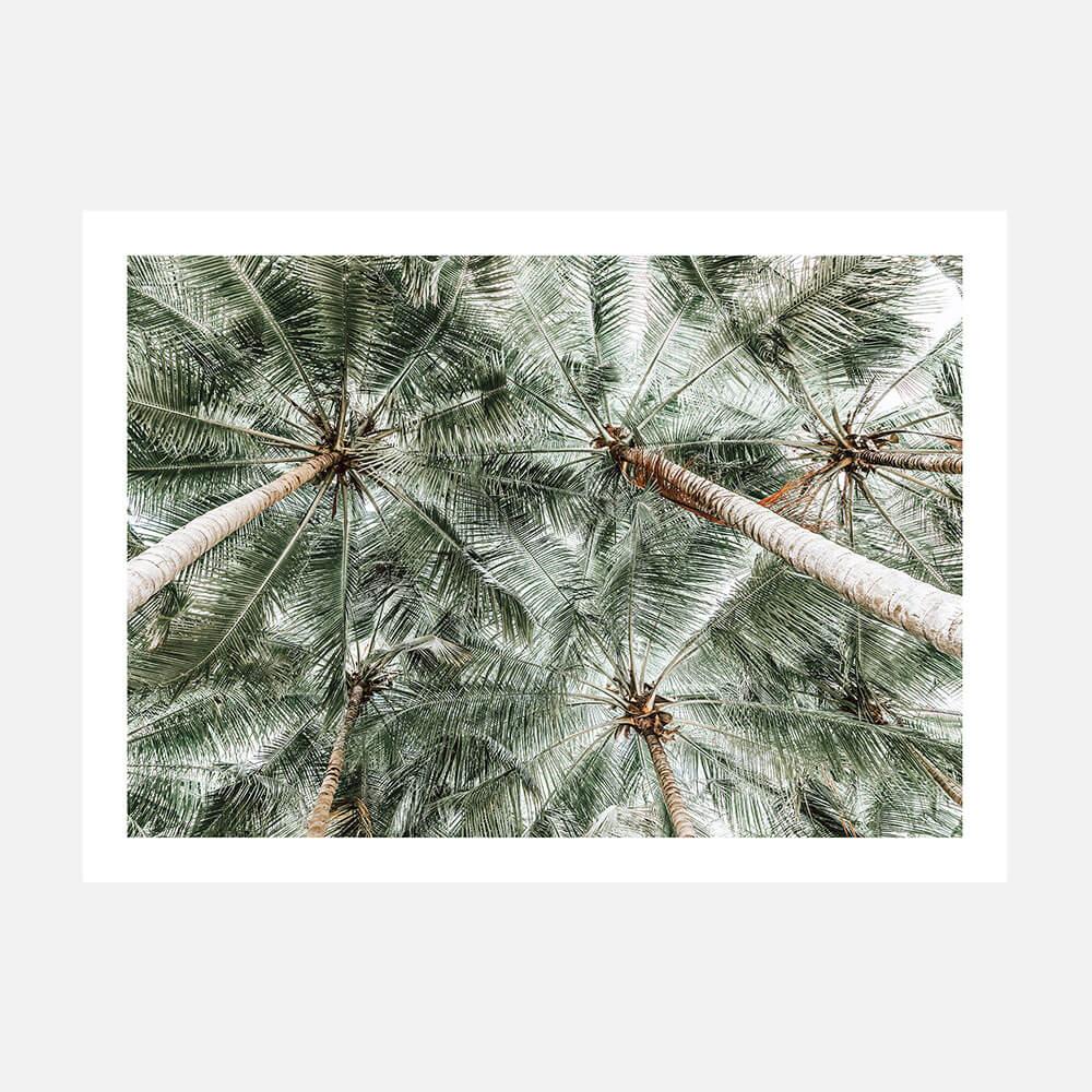 Coconut Canopy