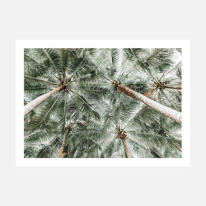 Coconut Canopy