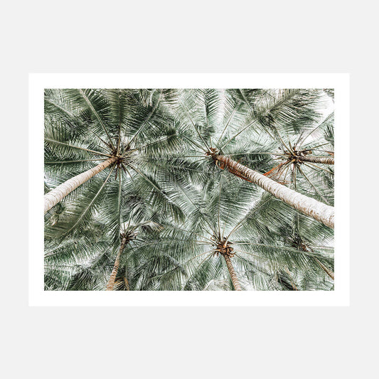 Coconut Canopy