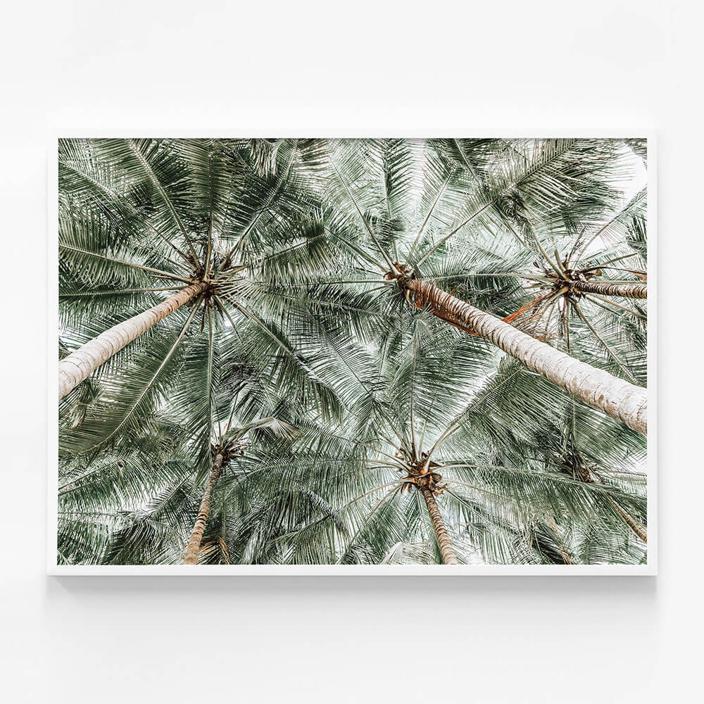 Coconut Canopy