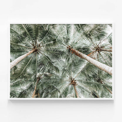 Coconut Canopy