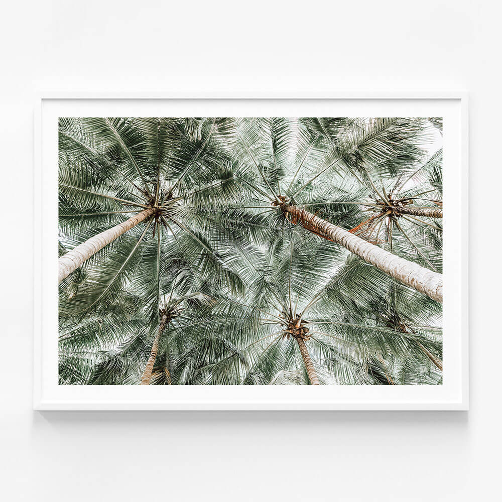 Coconut Canopy