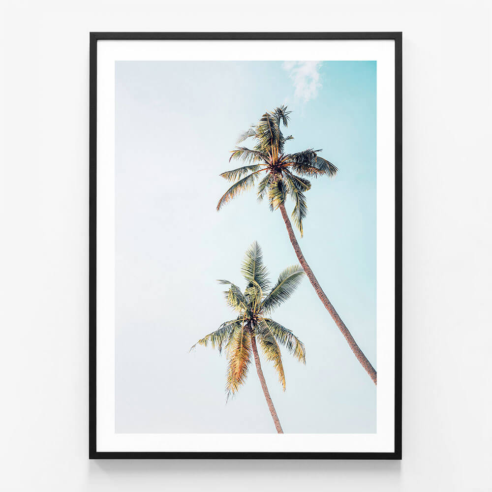 Coconut Palms