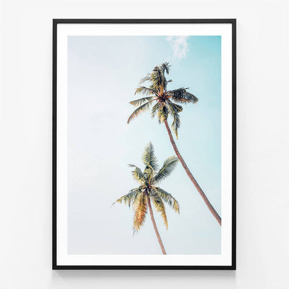 Coconut Palms