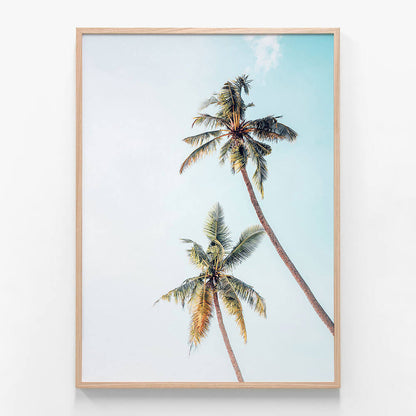 Coconut Palms
