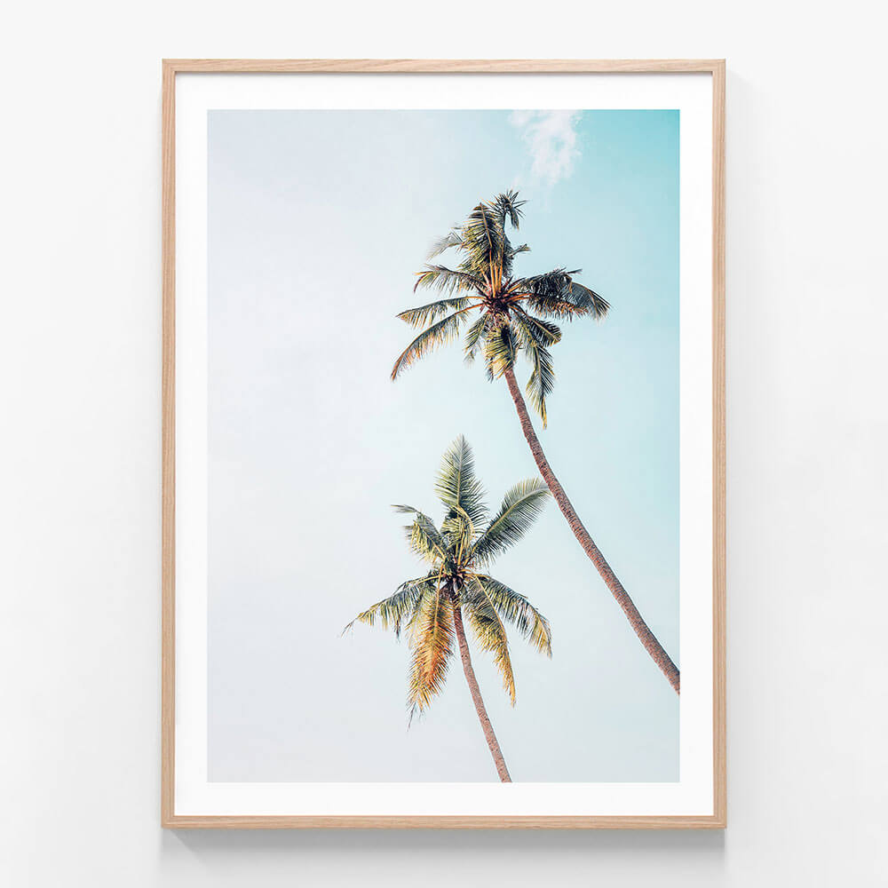 Coconut Palms