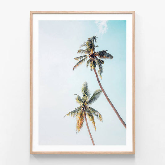 Coconut Palms