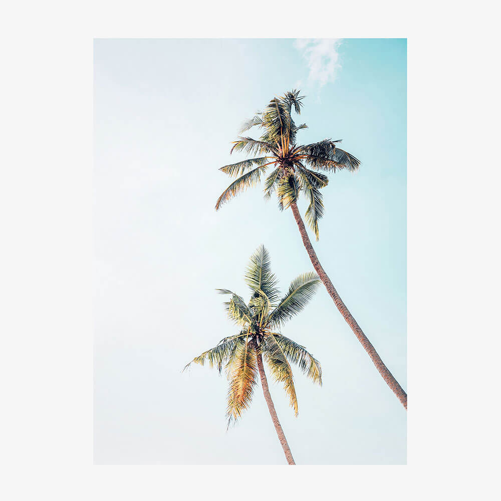 Coconut Palms