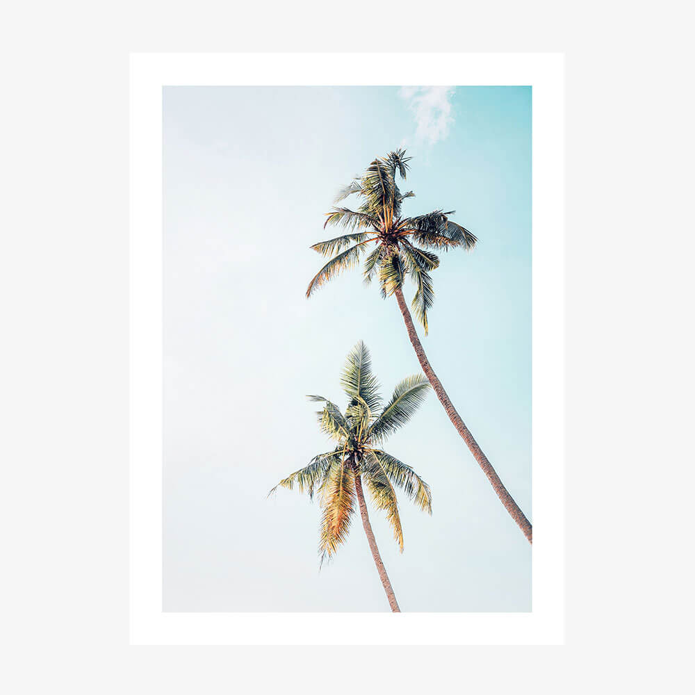 Coconut Palms