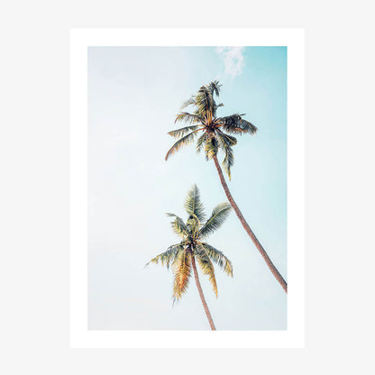 Coconut Palms