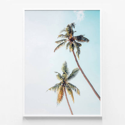 Coconut Palms