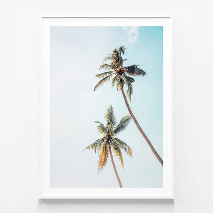 Coconut Palms