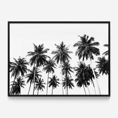 Coconut Sky
