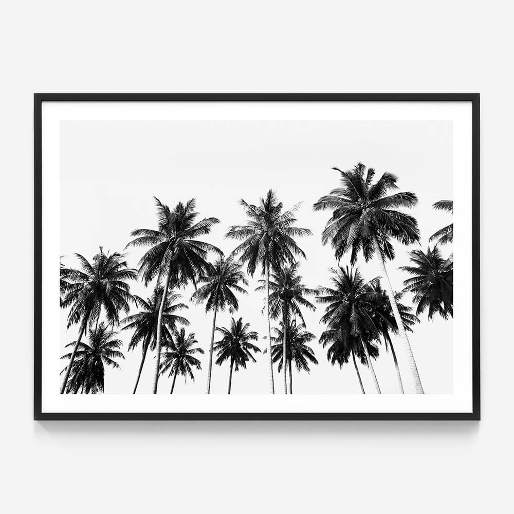 Coconut Sky