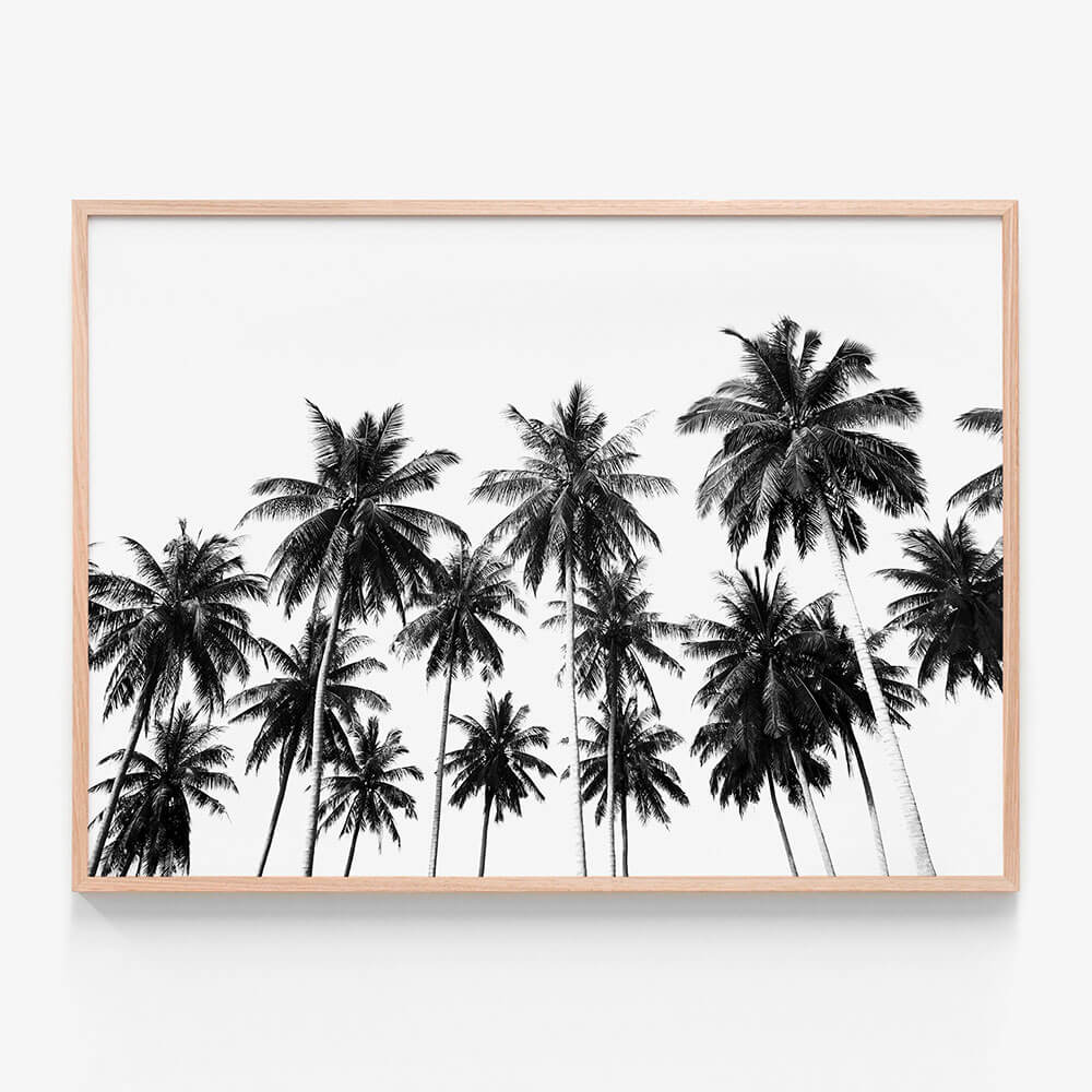 Coconut Sky