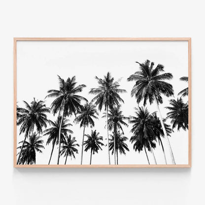 Coconut Sky