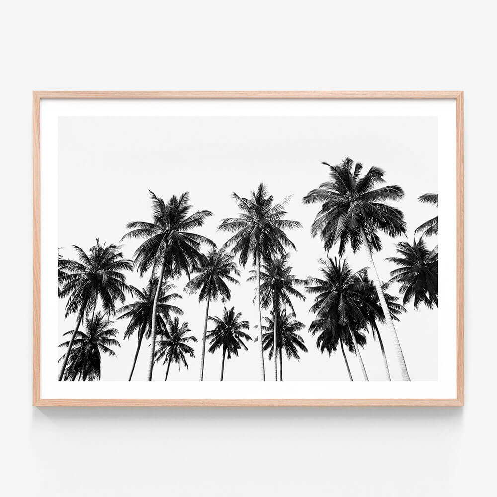 Coconut Sky