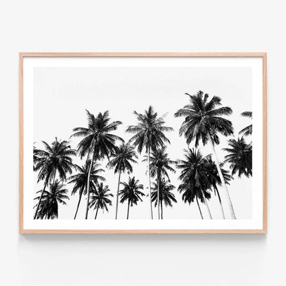 Coconut Sky