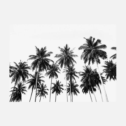 Coconut Sky