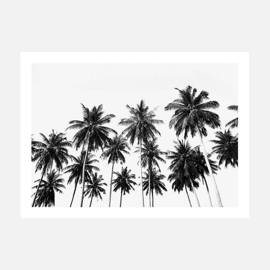 Coconut Sky