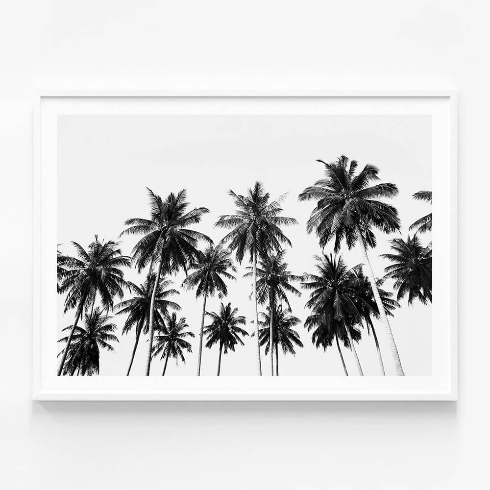 Coconut Sky