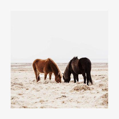 Companion