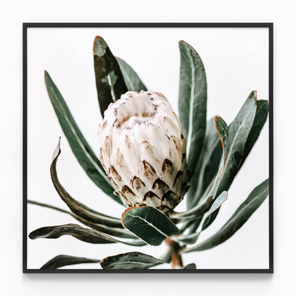 Cool Protea