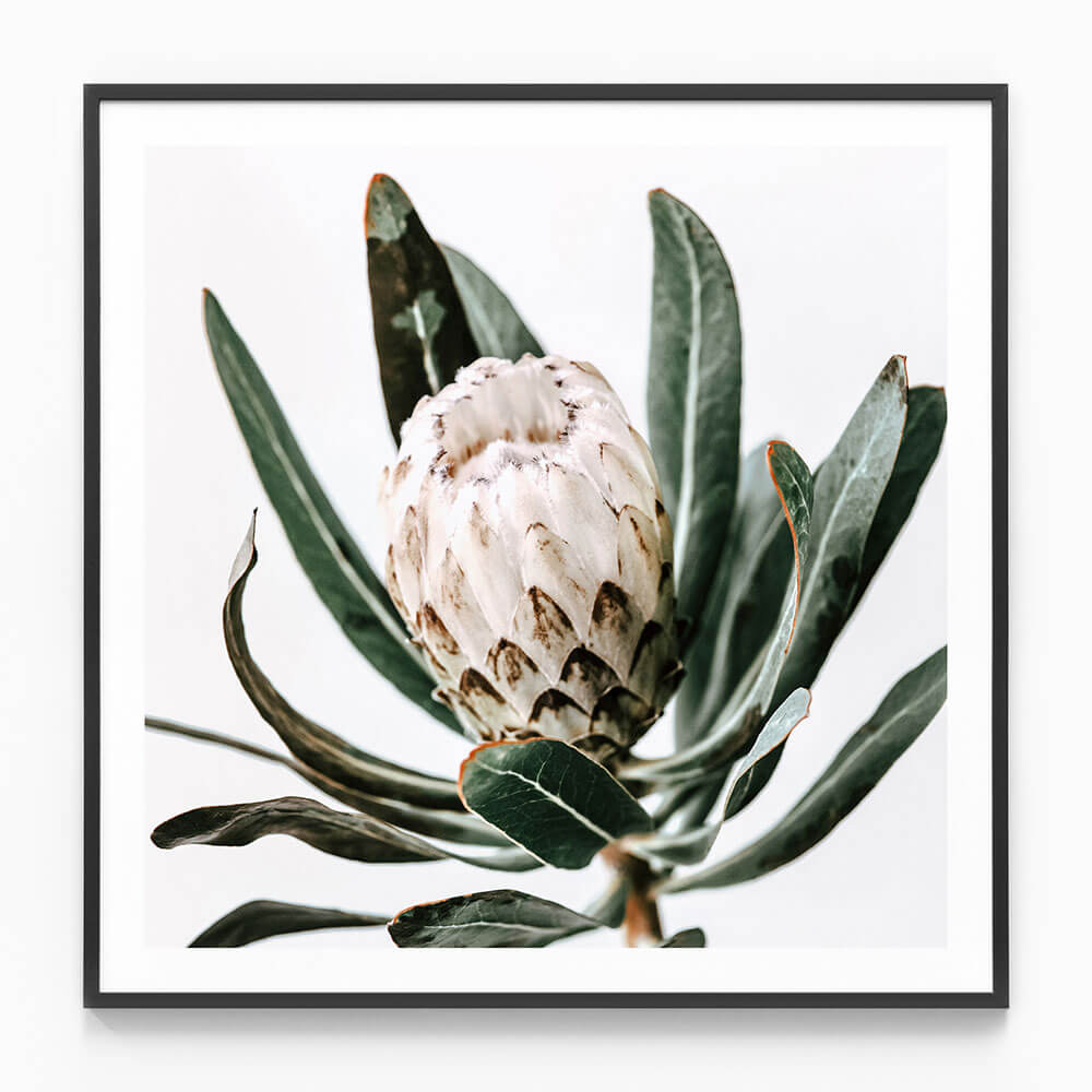 Cool Protea