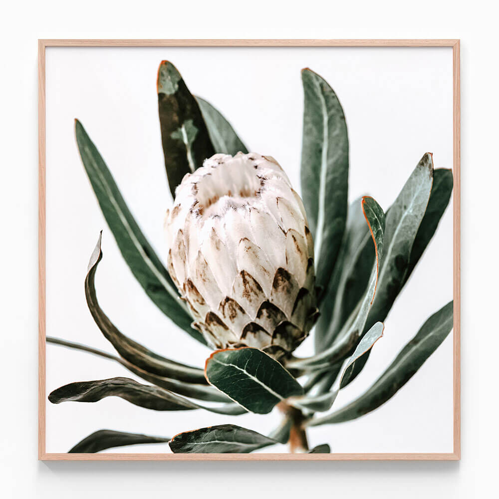 Cool Protea