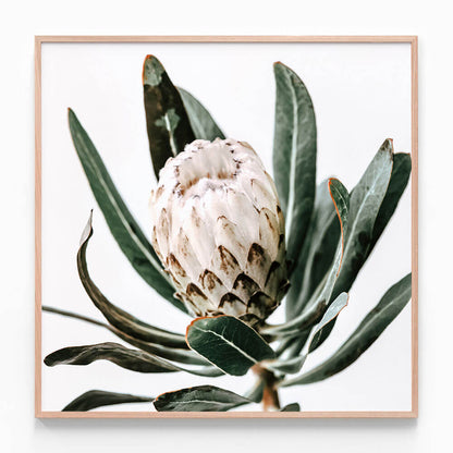 Cool Protea