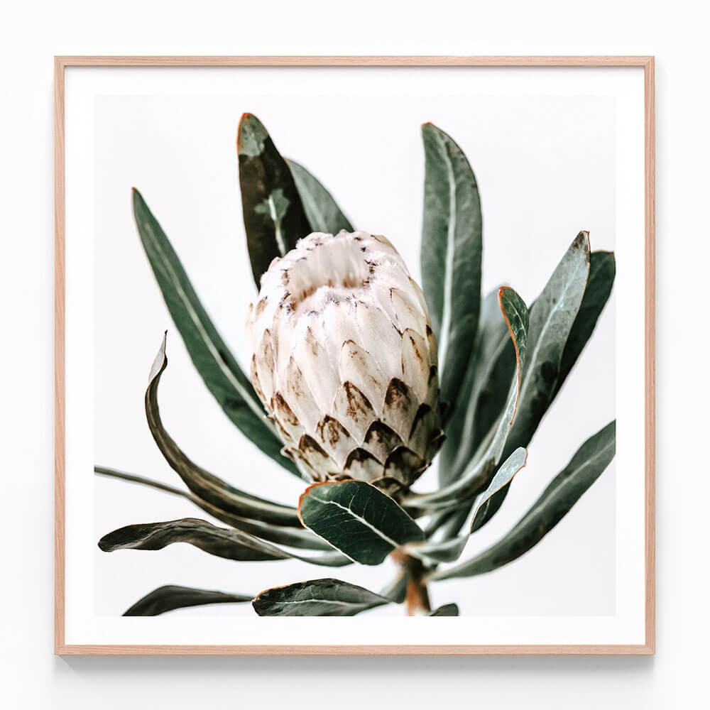 Cool Protea