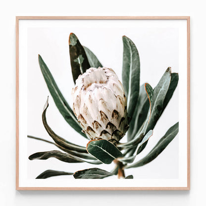 Cool Protea