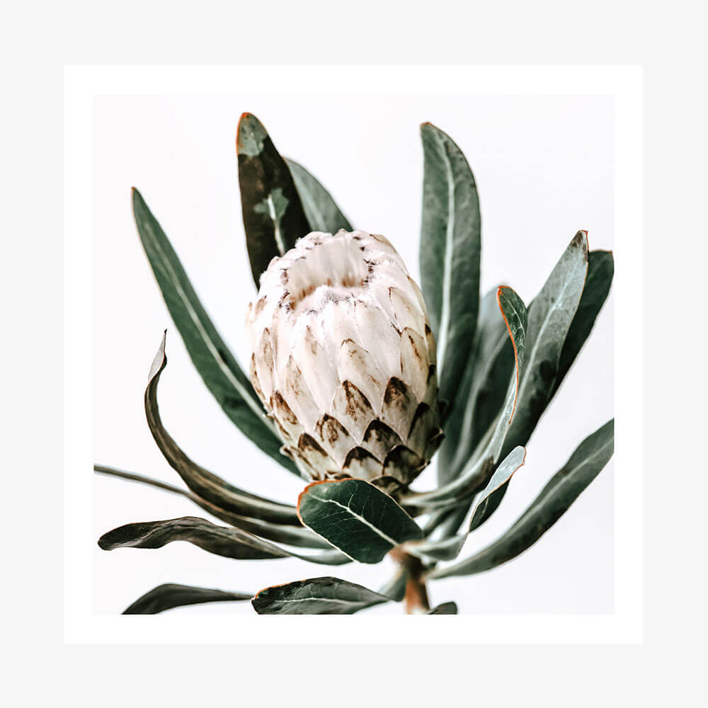 Cool Protea