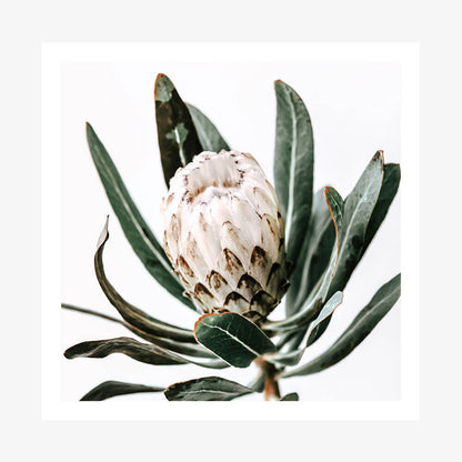 Cool Protea